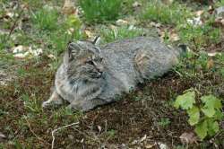 Bobcat resting Photo: Barry Wicklow