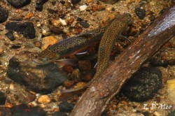 Brook Trout Photo: Eric D'Aleo