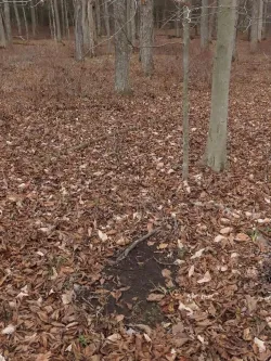 Buck scrape Photo: Charlie Schwarz