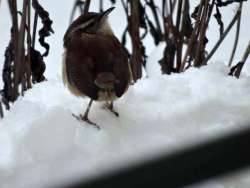 Carolina Wren Photo: Jack Nelson