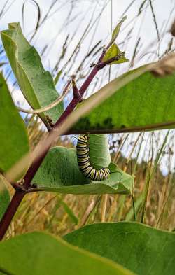 Milkweed Photo: Hannah Smith