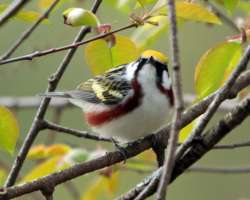 Warbler Photo: Sheri Larsen