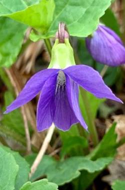 Blue Violet Photo: Jane Schlossberg