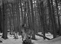21_coyote_marking2.jpg