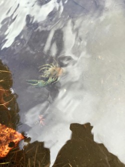 Crawfish Photo: Maggi Ellsworth