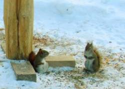 December Squirrel Photo: Deb L. Clough