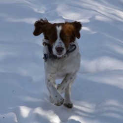 Dog Snowshoe Trail Photo: AM Dannis