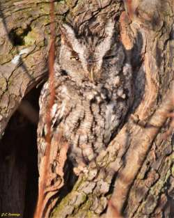 Owl Photo: Jennifer Cummings