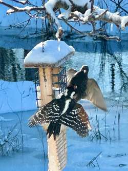 Birdfeeder Photo: David Nallett