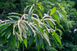 Chestnut flowers Photo: John Snell