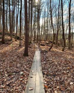 Forest path Photo: Liz Burrows