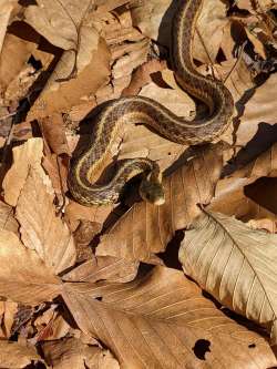 Garter snake Photo: Jeremy Withnell