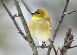 Goldfinches Photo: Karinne Heise