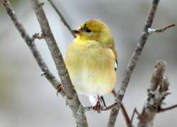 Goldfinches Photo: Karinne Heise