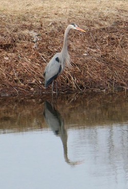 21_great_blue_heron.jpg