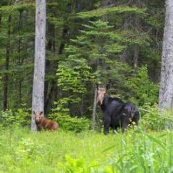 Happy Moose Family Photo: AM Dannis