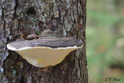 Hemlock shelf Photo: Eric D'Aleo