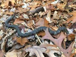 Hognose snake Photo: Jim Smith