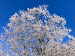 Icy treetops Photo: Richard Philben