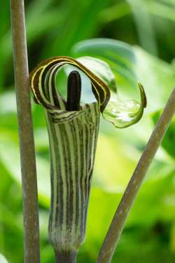 Jack in the Pulpit Photo: John Snell