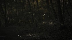 Dragonflies Photo: Amy Girardi