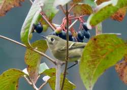 Kinglet on nannyberry Photo: Karinne Heise