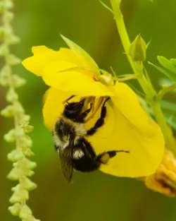 Bumble bee Photo: Ross Lanius