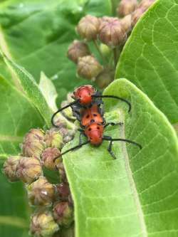 Milkweed beetles Photo: Margaret Manthey