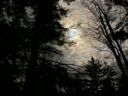 Moon Forest Photo: Matt DeLuca