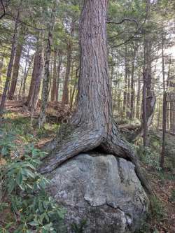 Tree on rock Photo: Jack Nelson