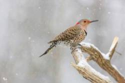 Northern flicker Photo: Tom Grett