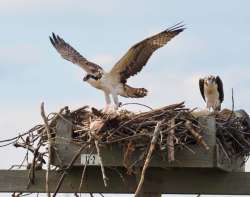 Osprey fledging Photo: Ross Lanius