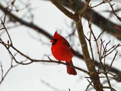 Cardinal Photo: Richard Philben