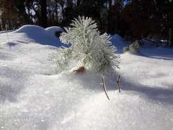 Pine seedlings Photo: Cindy Morin