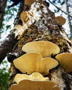 Polypore Photo: Tracy Sherbrook