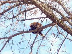 Porcupine Photo: Sally Duston