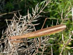 Praying mantis Photo: Deborah DeSalvo