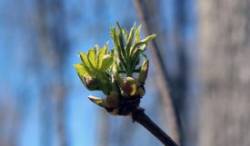 Red Elderberry Photo: Lauran Corson