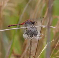 Red percher Photo: Ross Lanius