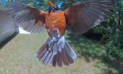 Robin in flight Photo: Colleen Crawford-Steinbeiser