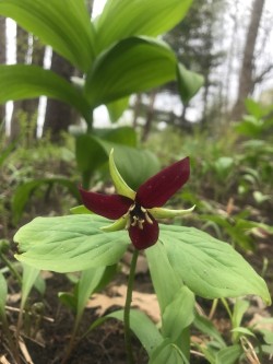 Trillium Photo: Sarah Elliott