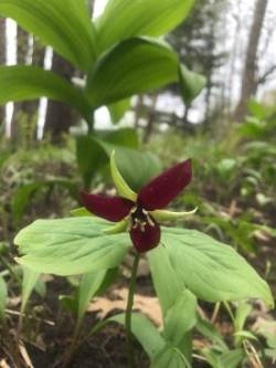 Trillium Photo: Sarah Elliott