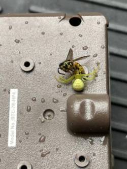 Spider Photo: Jim Buckley