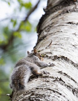 21_squirrel_climbing_tree.jpg
