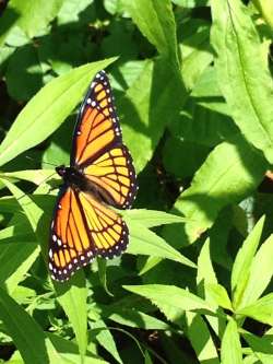 viceroy butterfly Photo: Ron Becker