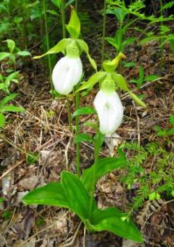 White Lady Slipper Photo: Sheri Larsen