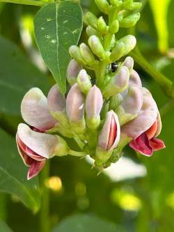 Wild bean Photo: John H. Anderson