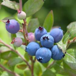 Wild blueberries Photo: AM Dannis