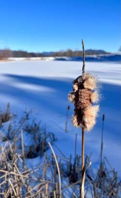 Cattail Photo: Jen Adams