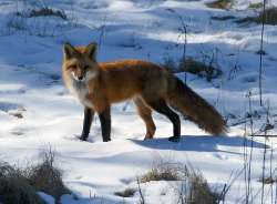 Red fox Photo: Kirk T. Gentalen